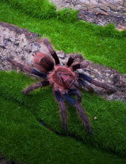 Bonnetina chamala - Pulp Fiction Tarantula - Extremely Rare!