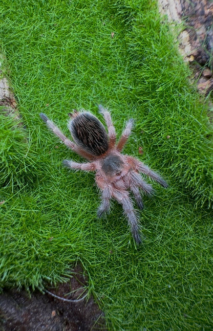 Grammostola Concepcion - Chilean Lava Cream - EXTREMELY RARE!
