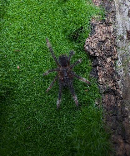 Abdomegaphobema mesomelas - Costa Rican Redleg - Female For Sale