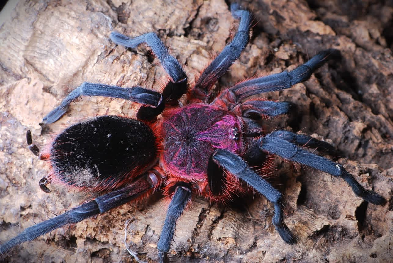 Tarantulas For Sale – Page 3 – Westside Tarantulas
