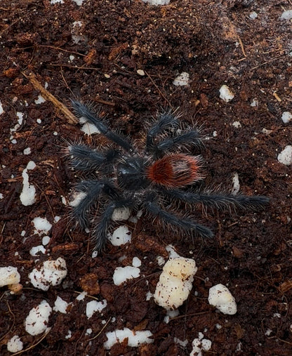 Grammostola iheringi - Brazilian Black and Red - In STOCK!