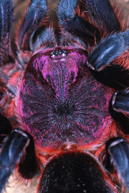 🎁 FREE On Orders $275+ - Bumba tapajos - Brazilian Flaming Pink Head - Well Started Sling!