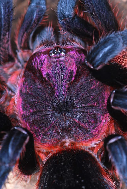 Bumba tapajos - Brazilian Flaming Pink Head - For sale!