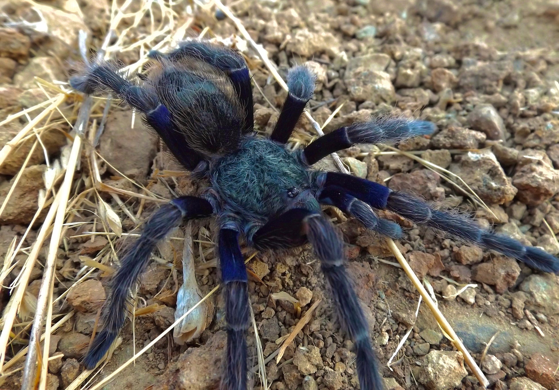 Euathlus truculentus - Chilean blue femur for sale! Juvenile Female front side 