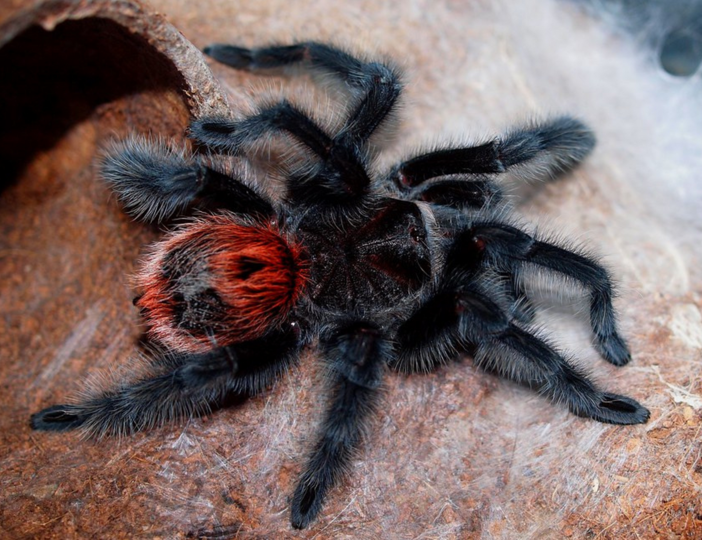 A tarantula with a bright orange-red abdomen and black legs resting on a textured rock surface, centered within a decorative graphic frame containing spider illustrations and text about a Grammostola iheringi pair.