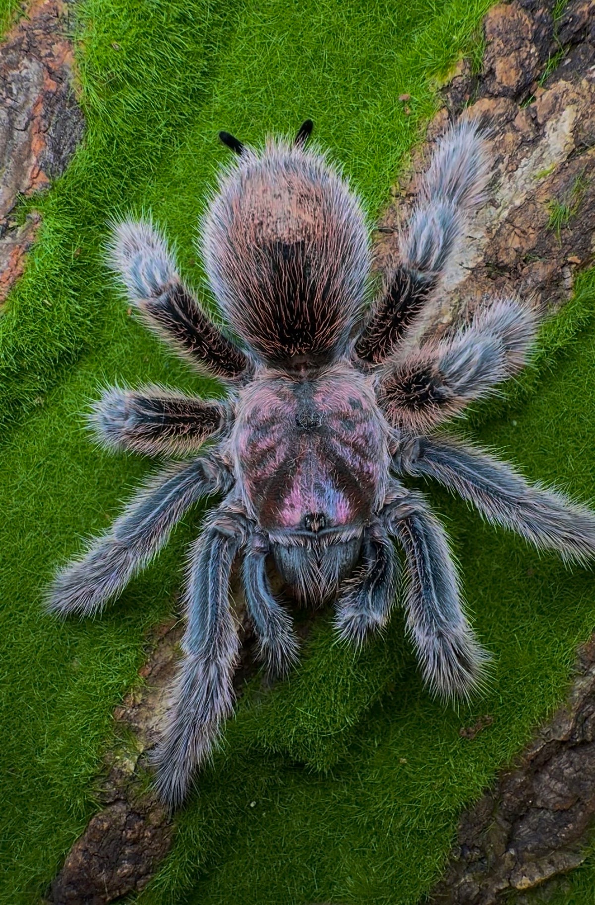 Grammostola porteri - Chilean Blue Rose - (Los Andes Locale) - For Sale