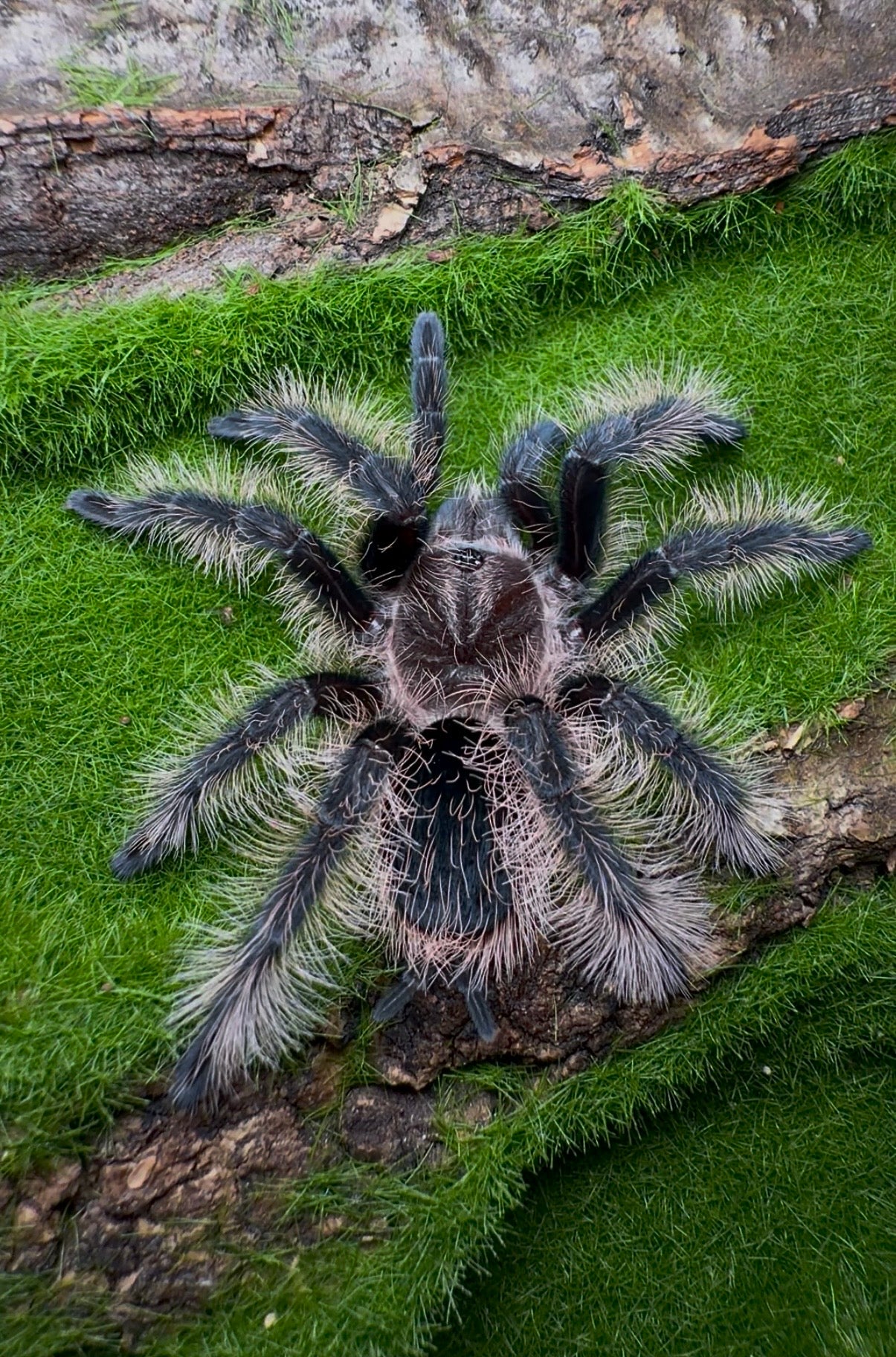 Curly Hair Tarantula - Tliltocatl albopilosus - For Sale