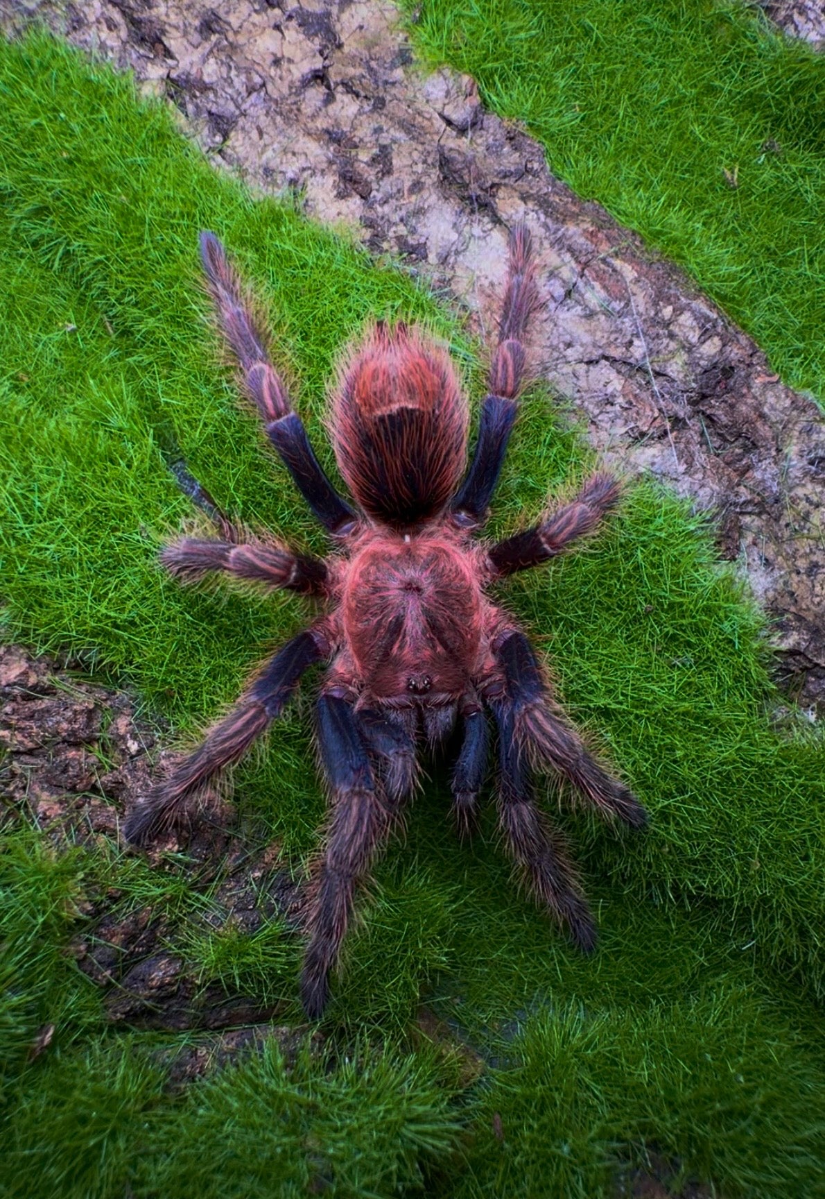 洋楽 Tarantula Bonnetina chamala - Pulp Fiction Tarantula - Extremely Rare