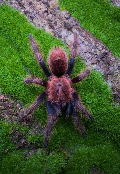 Bonnetina chamala - Pulp Fiction Tarantula - Extremely Rare!