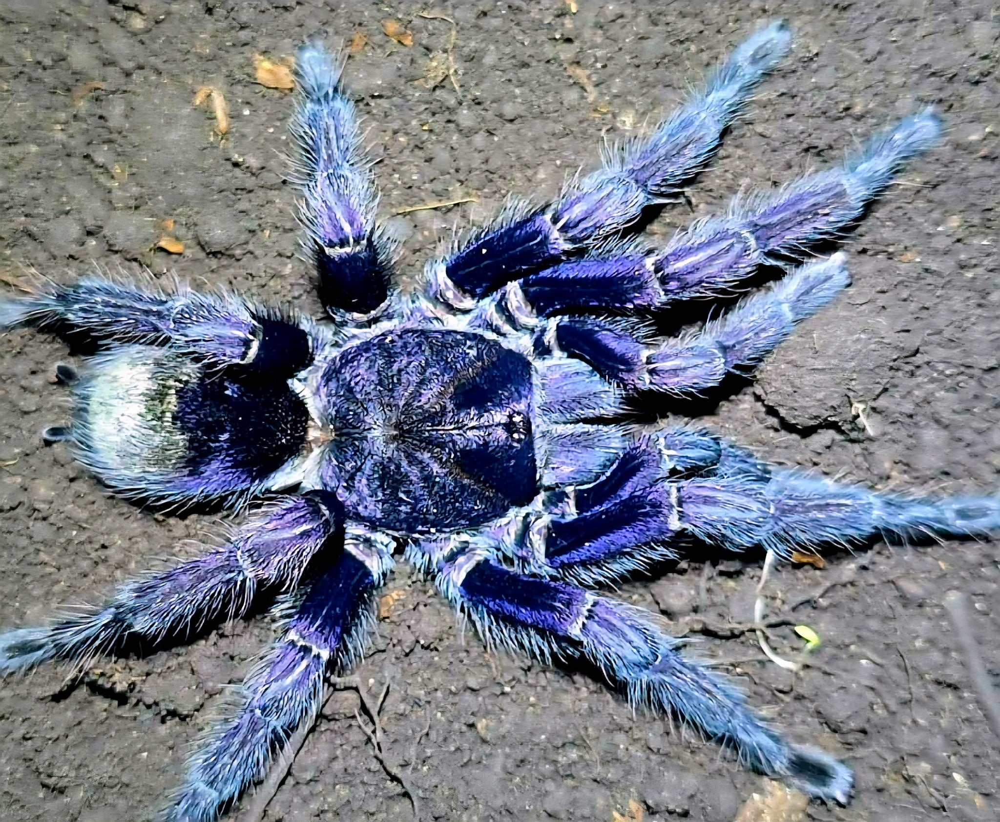 New World Tarantulas – Page 3 – Westside Tarantulas