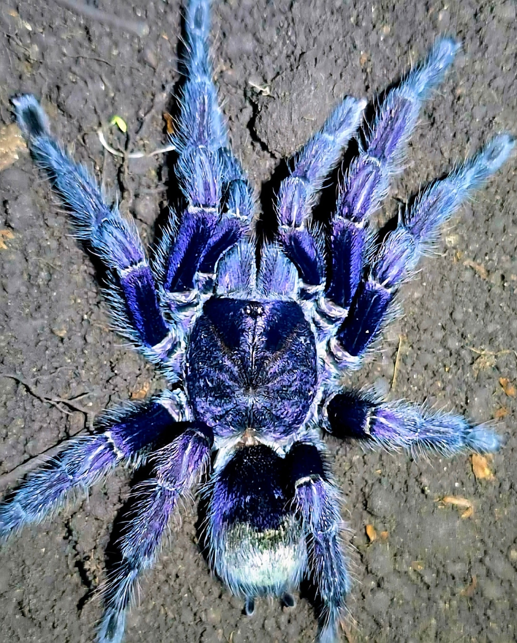 New World Tarantulas – Page 3 – Westside Tarantulas