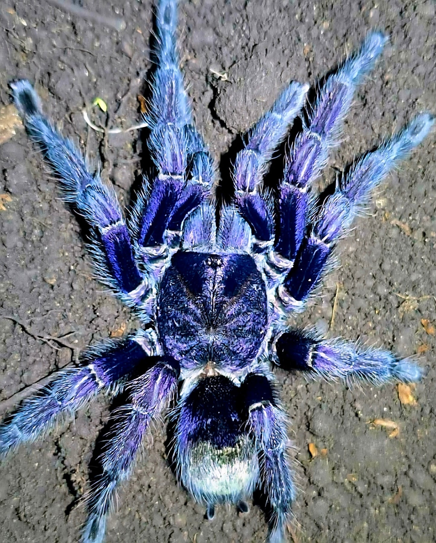 Euathlus sp. Marado - Chilean Royal Indigo - Extremely RARE!