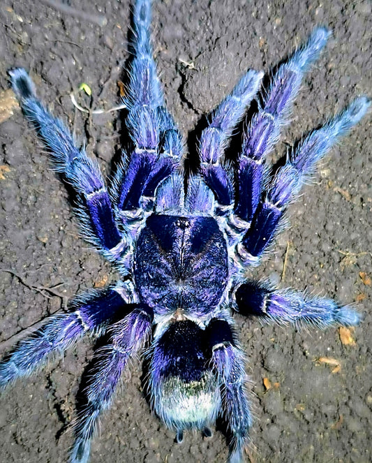 Euathlus sp. Marado - Chilean Royal Indigo - Extremely RARE!