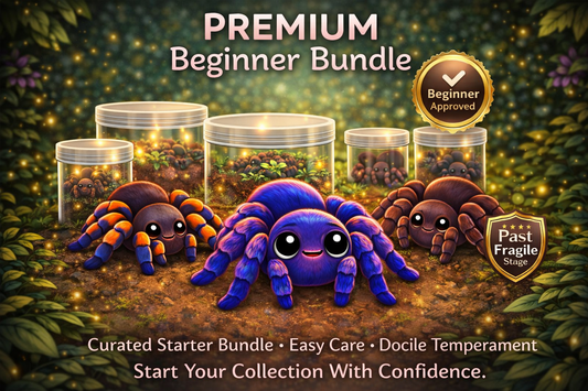 Beginner New World Bundle - The Perfect Entry into the Hobby