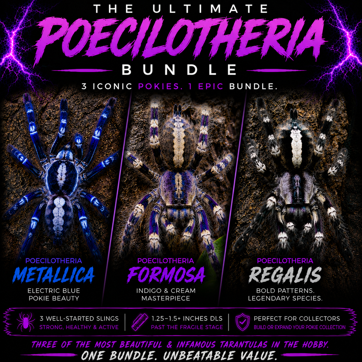 Poecilotheria Bundle - P. Metallica + P. Formosa + P. Regalis!