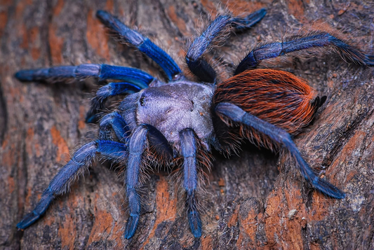 Aphonopelma sp. Aqua Fuego - The Blonde Blue Fuego - SWOLLEN BALLS RARE!