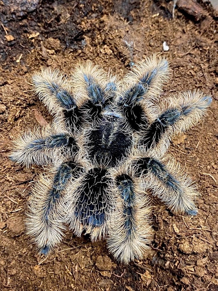 Curly Hair Tarantula - Tliltocatl albopilosus - For Sale