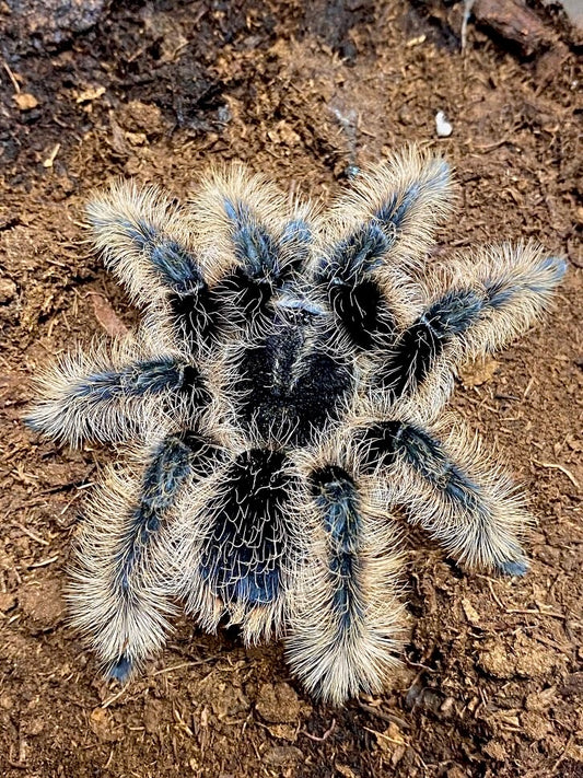 Curly Hair Tarantula - Tliltocatl albopilosus - For Sale