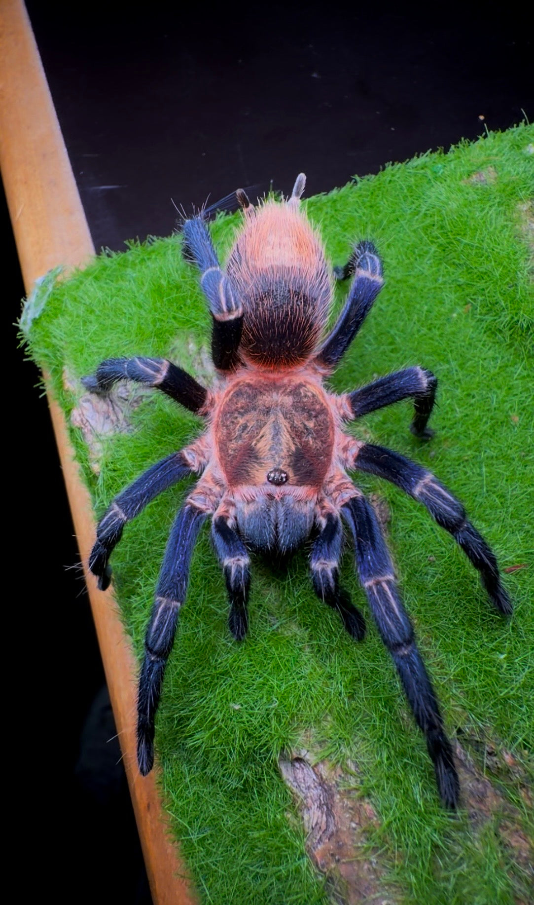 Thrixopelma sp. Cuzco - Peruvian Royalty Tarantula - Female For Sale