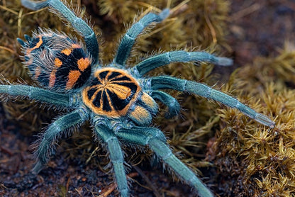 Theraphosidae sp. Yasuni - Ecuadorian Crowned Beauty - Adult female for sale close up HD