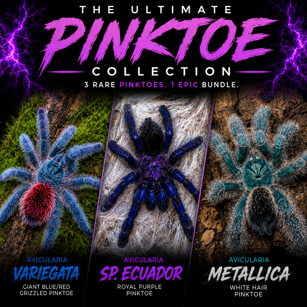 Ultimate Pinktoe Collector Bundle - A. Variegata + Royal Purple Pinktoe + White Hair