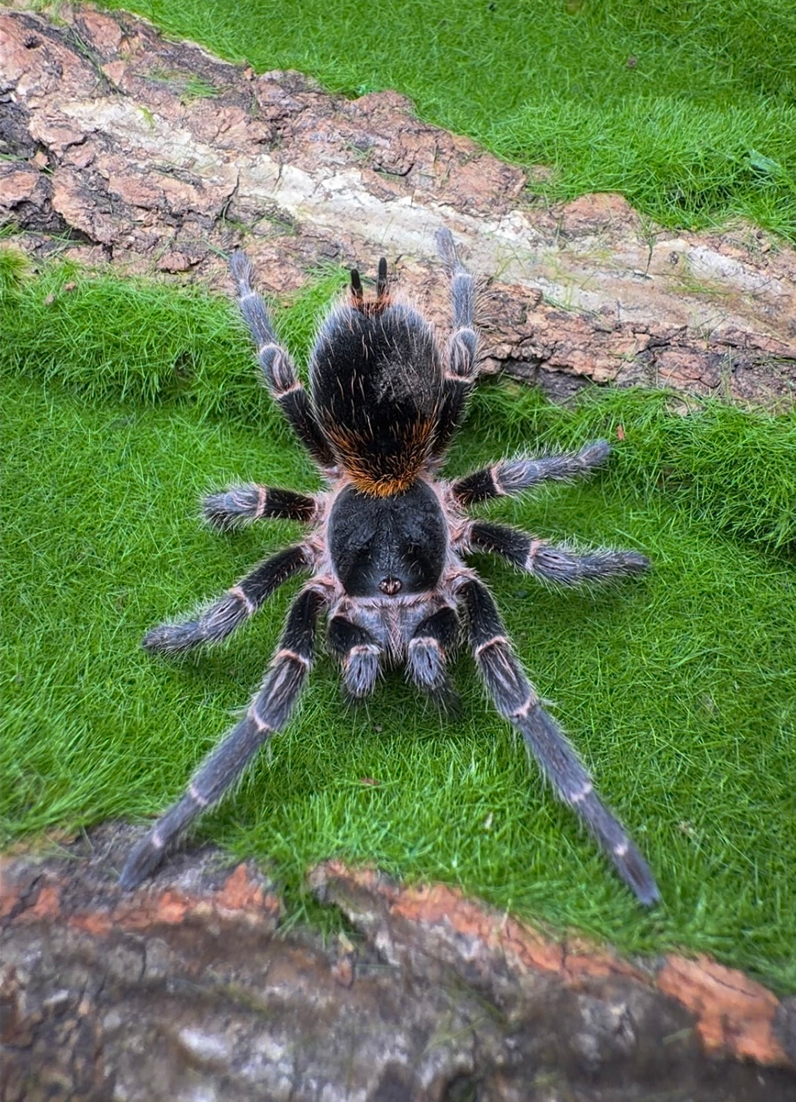 Homoeomma orellanai - Chilean Orange Flare - Adult Female