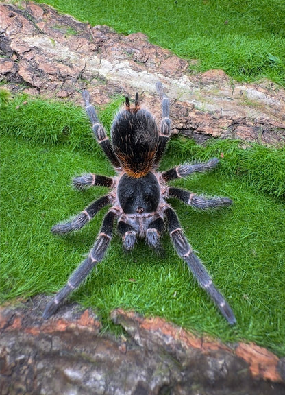 Homoeomma orellanai - Chilean Orange Flare - Adult Female