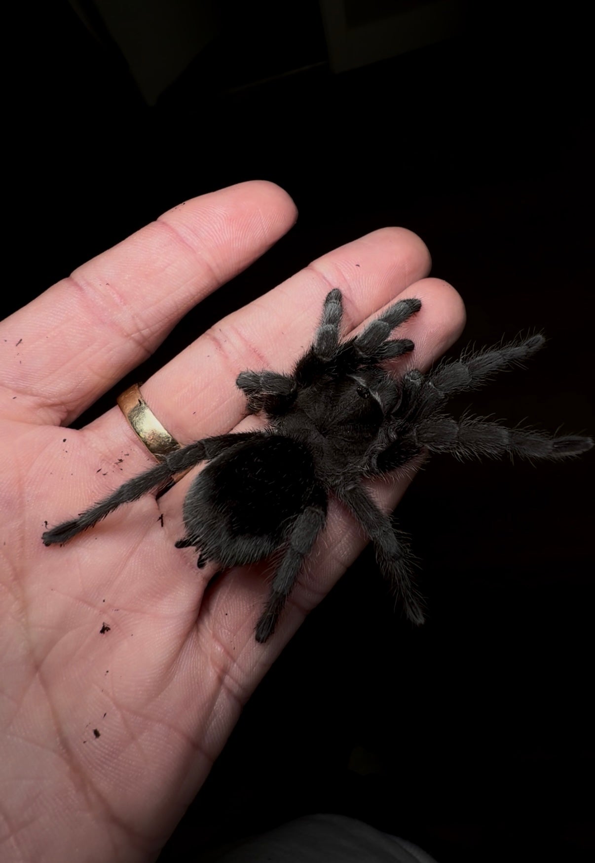Grammostola pulchra - Brazilian Black - Adult Female For Sale