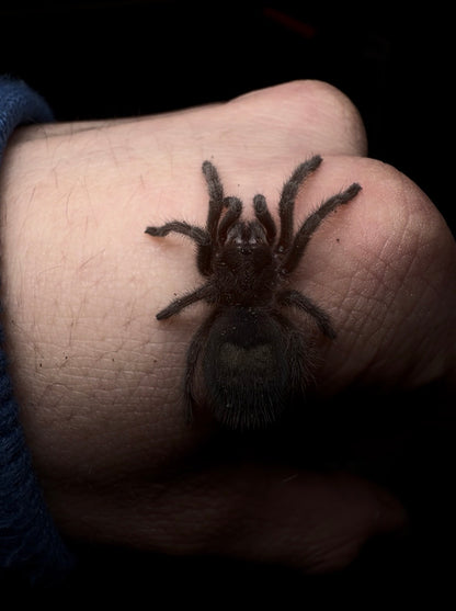 Grammostola pulchra - Brazilian Black - Adult Female For Sale
