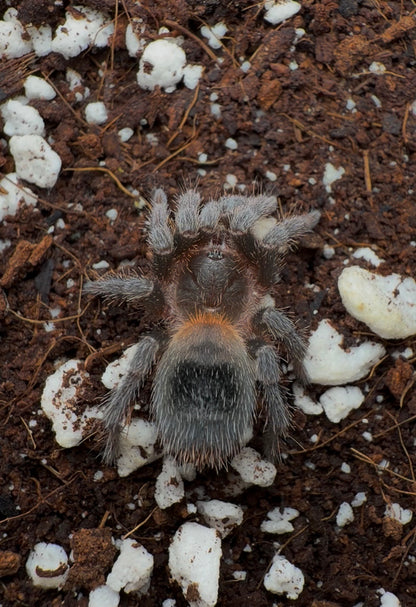 Homoeomma orellanai - Chilean Orange Flare - Adult Female