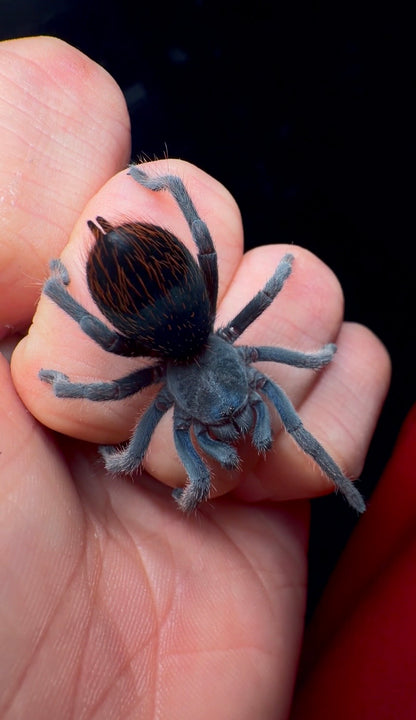 Aphonopelma moorea - Mexican Jade Fuego - Female for sale