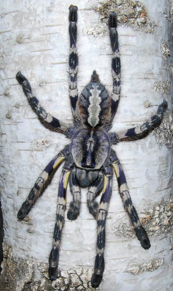 Poecilotheria regalis - Indian Ornamental - Communal For Sale!