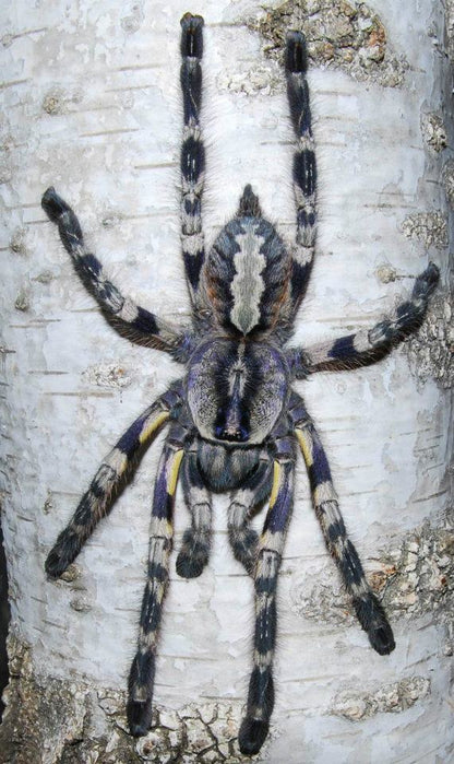 Poecilotheria regalis - Indian Ornamental - Communal For Sale!