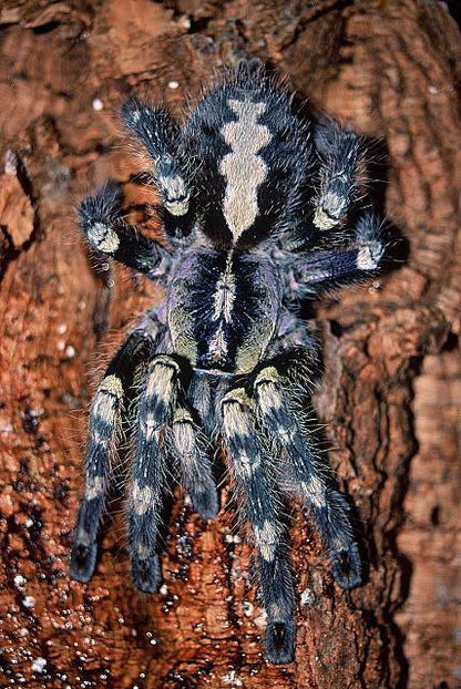 Poecilotheria smithi – Purple Tiger Ornamental - Paired Adult Female For Sale!