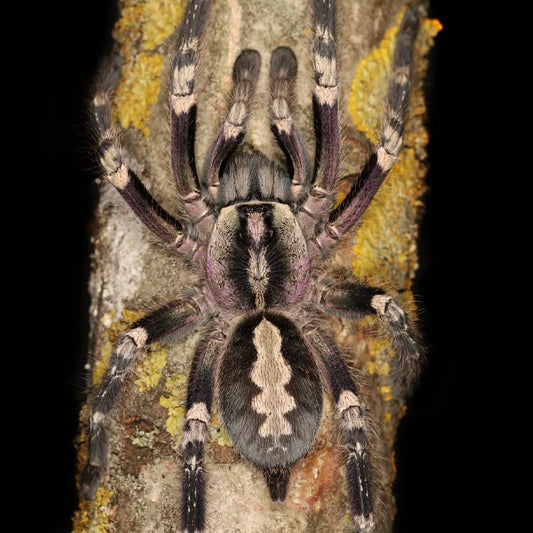 Poecilotheria smithi – Purple Tiger Ornamental - Paired Adult Female For Sale!