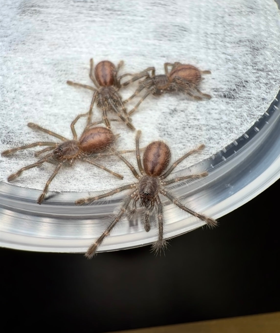 Poecilotheria miranda - Adult Female Communal! - Bengal Spotted Ornamental
