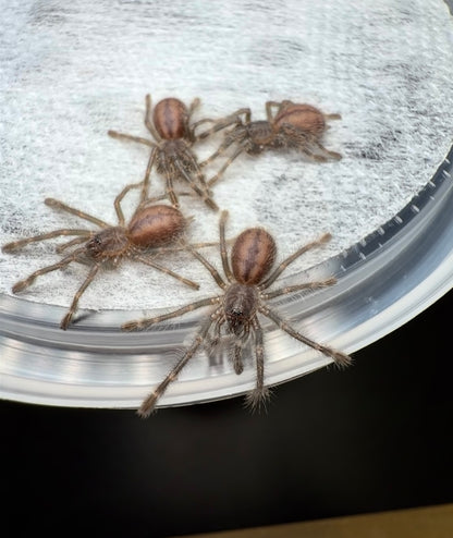 Poecilotheria miranda - Adult Female Communal! - Bengal Spotted Ornamental