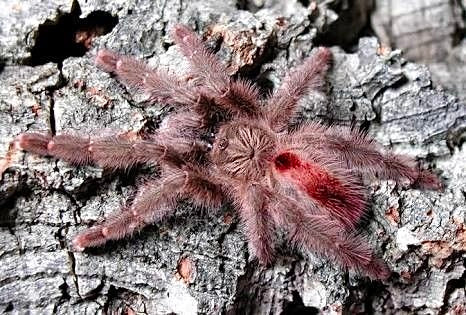 Iridopelma hirsutum tarantula - adult female on cork bark - amazon pink ribbon pink toe 