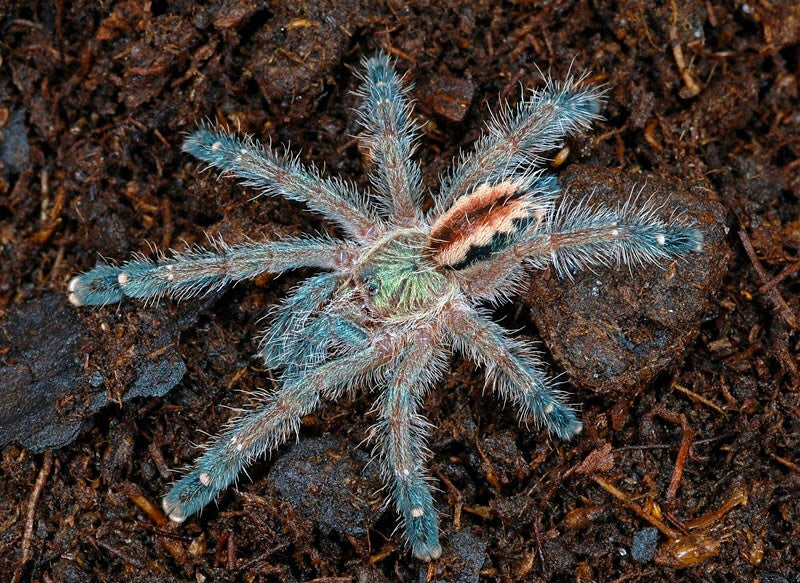 Amazon pink ribbon tarantula baby for sale - Iridopelma hirsutum baby tarantula 