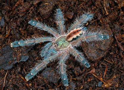 Amazon pink ribbon tarantula baby for sale - Iridopelma hirsutum baby tarantula 