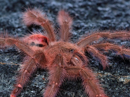 Iridopelma hirsutum 