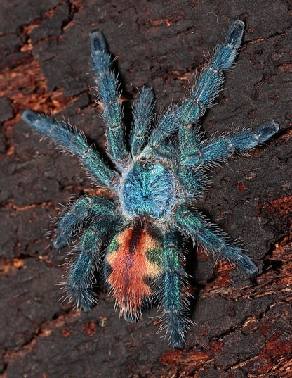 Pachistopelma bromelicola juvenile tarantula 
