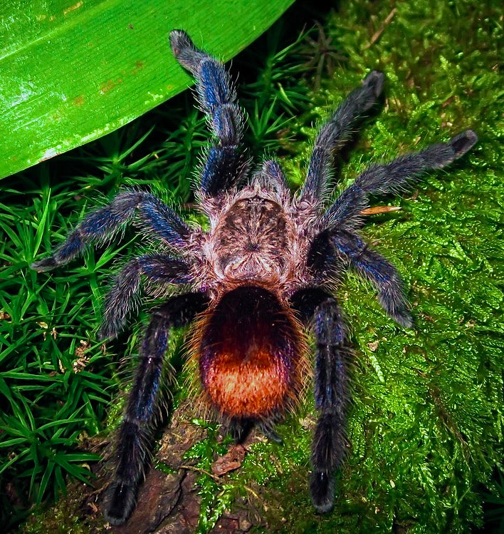 Best Tarantulas for Handling – Page 6 – Westside Tarantulas