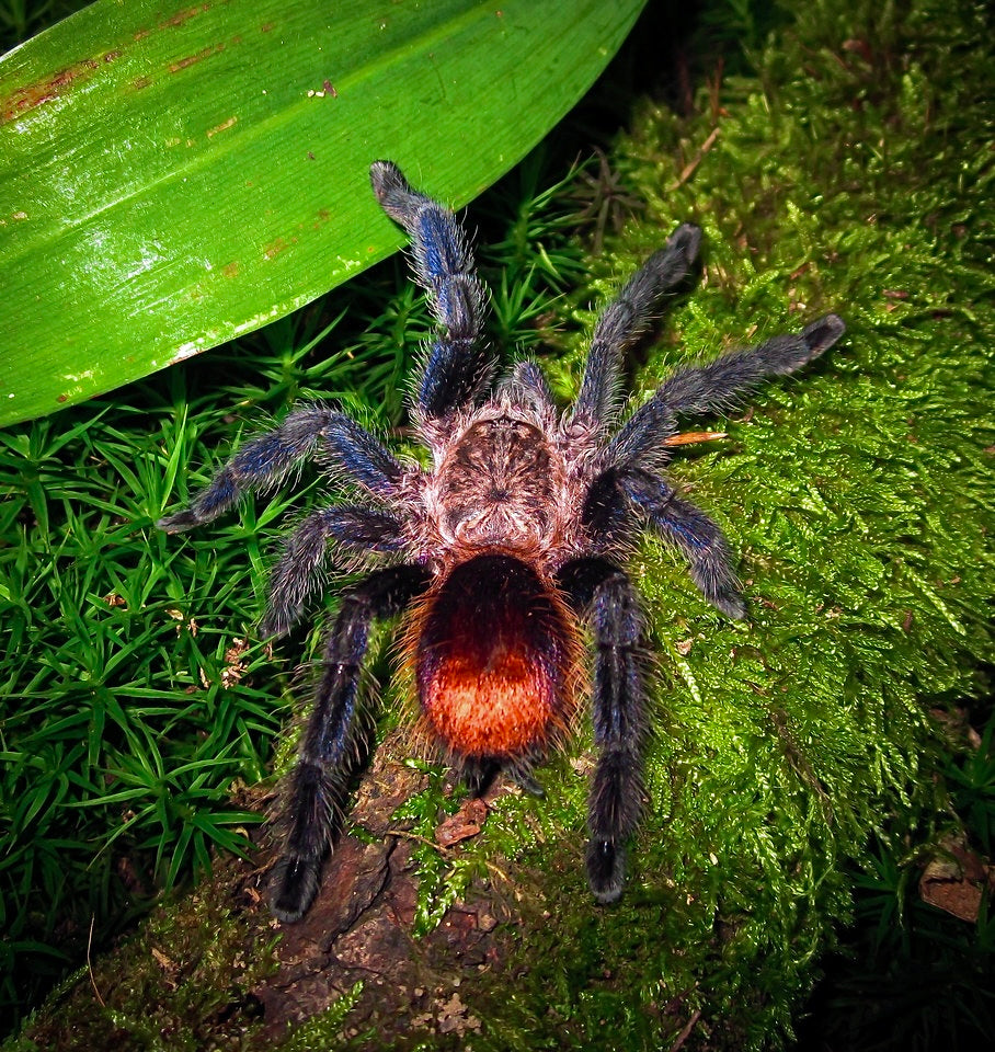 Pachistopelma bromelicola - Phantom Flare Pink Toe Adult Female tarantula 