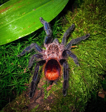 Pachistopelma bromelicola - Phantom Flare Pink Toe Adult Female tarantula 