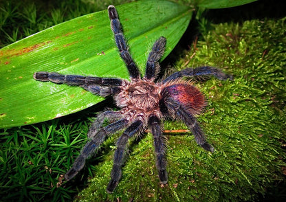 Pachistopelma bromelicola - Phantom Flare Pink Toe - Extremely Rare!