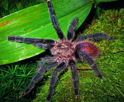 Pachistopelma bromicola adult female tarantula on gree leaf background 