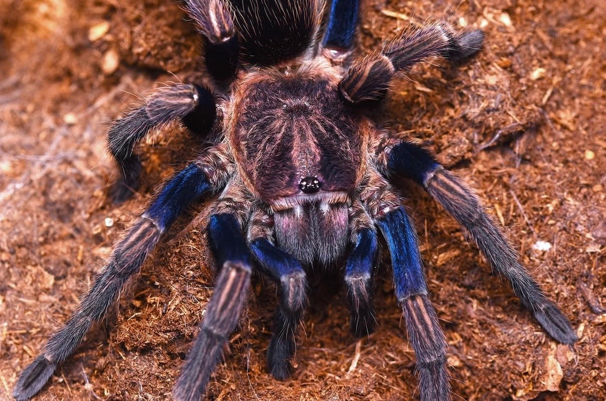 Thrixopelma sp. Purple Gold - Peruvian Golden Amethyst - Female