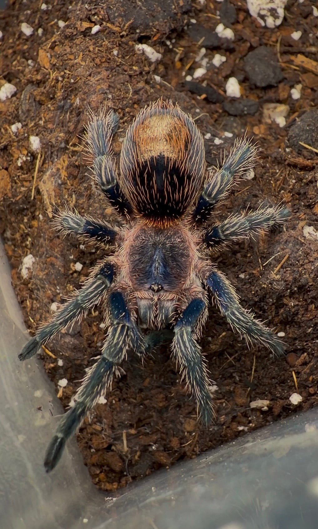 Cobalt Red Rump Tarantula juvenile female 