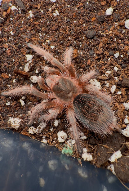 🎁 Free With Orders $650+ - Grammostola rosea RCF - 2 Yr old Unsexed Juvenile